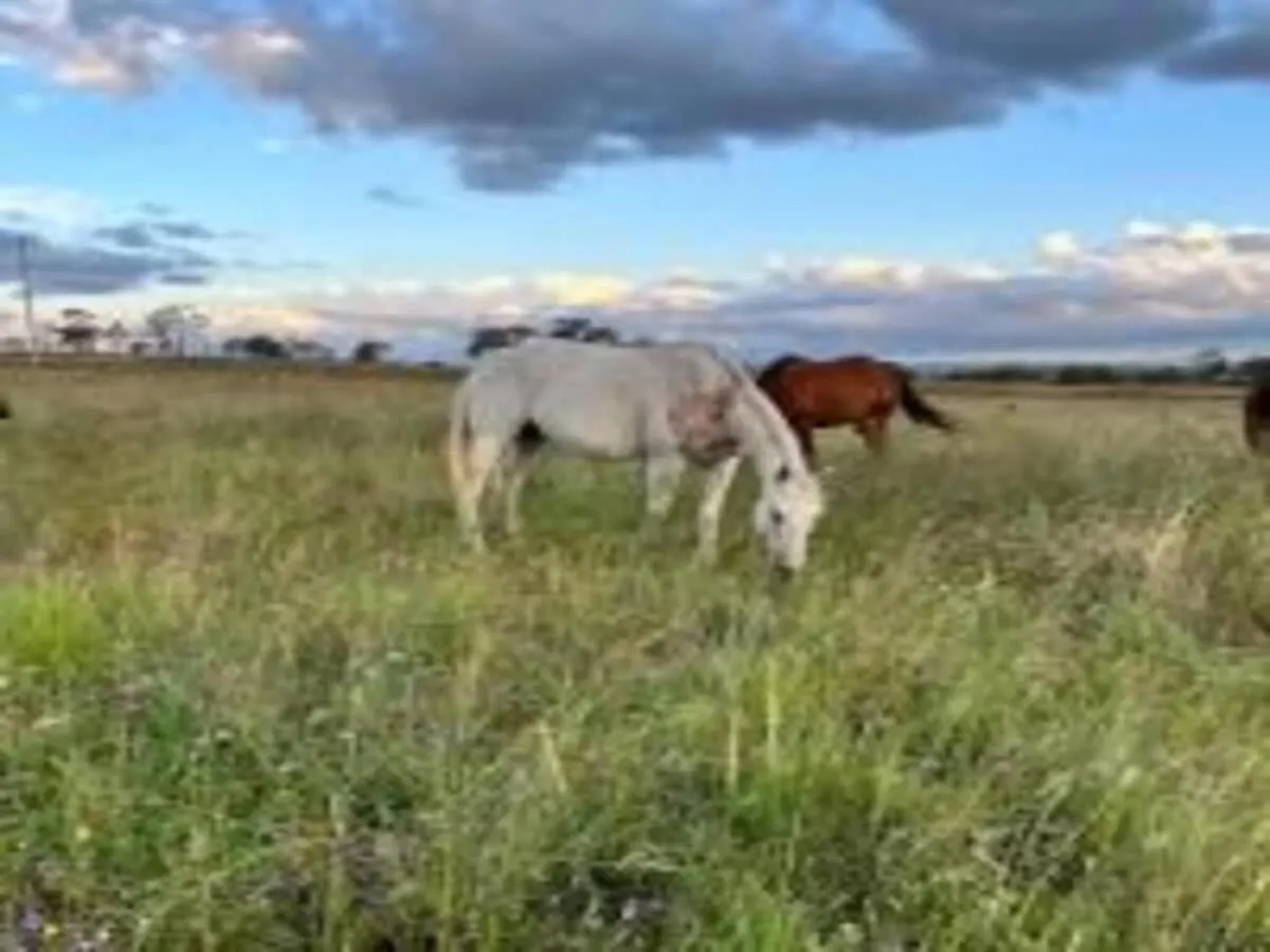 Toowoomba Valley Views By Tiny Away Gowrie Little Plain Holiday home
